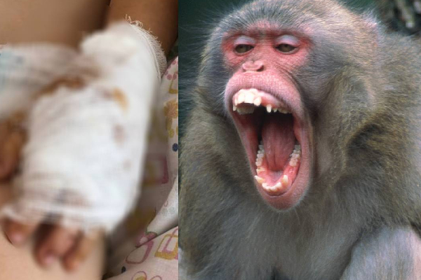 பெண் குழந்தையை குதறிய குரங்கு...நெஞ்சை பதை பதைக்கும் அதிர்ச்சி காட்சி | Viral Monkey Video