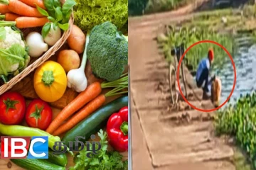 கழிவு குளத்தில் கழுவி விற்கப்படும் மரக்கறிகள் : தமிழர் பகுதியில் இப்டியும் ஒரு சம்பவம்