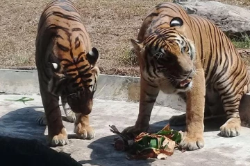 தெஹிவளை தேசிய மிருகக்காட்சிசாலையில் இடம்பெற்ற பிறந்தநாள் கொண்டாட்டம்