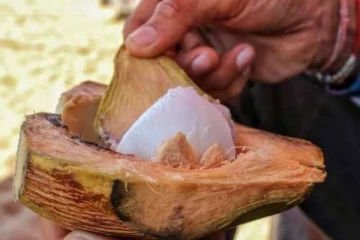 இளநீர் குடிச்சிட்டு வழுக்கையை தூக்கி குப்பையில போடுவீங்களா? இனி போடாதீங்க