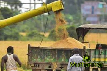 வீழ்ச்சியடையும் நெல்லின் விலை! வெளியான தகவல்