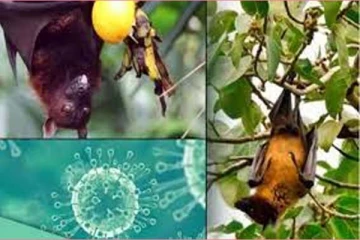 உலக மக்களை அச்சுறுத்தும் நிபா வைரஸ்: பெருந்தொற்றாக மாறுமா? பீதியில் மக்கள்