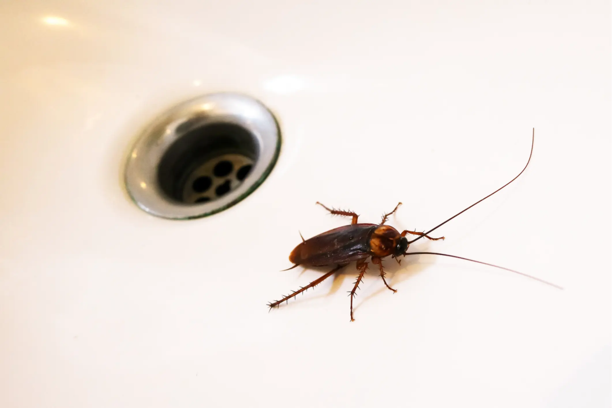 உலகமே அழிந்தாலும் வாழக்கூடிய உயிரினம் இதுதான்.. விஞ்ஞானிகள் சொல்லும் தகவல்கள் | Cockroach And Its Survival Secrets உலகமே அழிந்தாலும் வாழக்கூடிய உயிரினம் இதுதான்.. விஞ்ஞானிகள் சொல்லும் தகவல்கள் | Cockroach And Its Survival Secrets