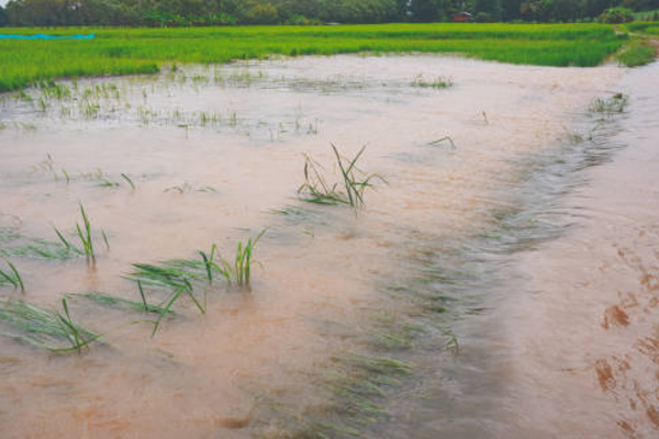 கனமழையால் தம்பலகாமம் வயல் நிலங்கள் நீரில் மூழ்கியது | Heavy Rains Inundate Fields In Dhampalakamam