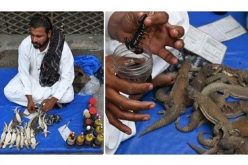 ஸ்டாமினா: பல்லிகளை குறிவைக்கும் இளைஞர்கள் - பின்னணி என்ன?