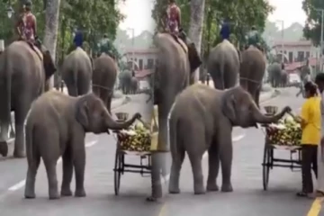 வியாபாரிகளிடம் பழத்தை திருடும் யானை: வைரலாகும் காணொளி