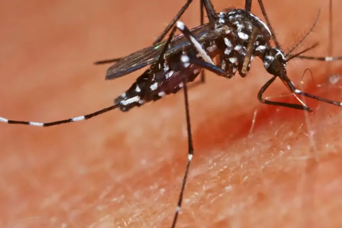இலங்கையில் டெங்கு பாதிப்புகள் 49,000 ஆக உயர்வு | Dengue Cases In Sri Lanka Rise To 49000