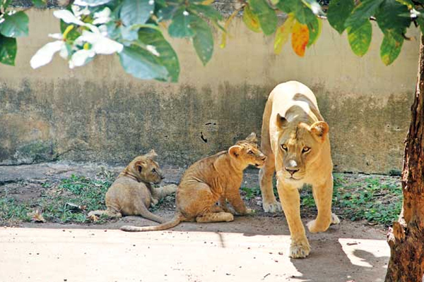 சிறுவர்கள் மற்றும் முதியோர்களுக்கு விலங்கியல் பூங்காவிற்கு இலவச நுழைவுச் சீட்டு | Free Entry To Zoo For Kids And Seniors