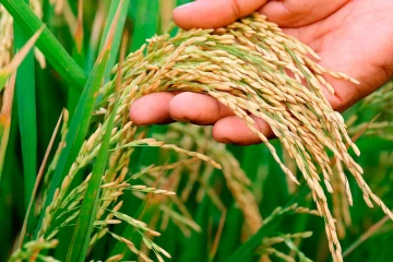 2026 යල කන්නයේ වී ගන්න කෝටි 750කට පාර්ලිමේන්තුවෙන් අනුමැතිය