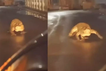 திடீரென சாலையில் நுழைந்த 8 அடி நீள முதலை - அதிர்ச்சியில் வாகன ஓட்டிகள் ; வைரல் வீடியோ