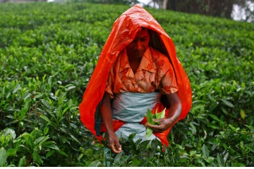 தேயிலை ஏற்றுமதி முழுவதும் இடைநிறுத்தம்!