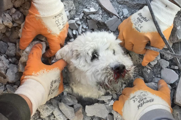 துருக்கியில் 4 நாட்களின் பின் மீட்கப்பட்ட செல்லப்பிராணி! | Pet Rescued After 4 Days In Turkey