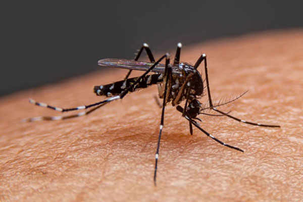 14 ஆண்டுகளின் பின்னர் இலங்கையில் ஏற்பட்ட உயிரிழப்பு | One Person Dies Of Malaria After 14 Years