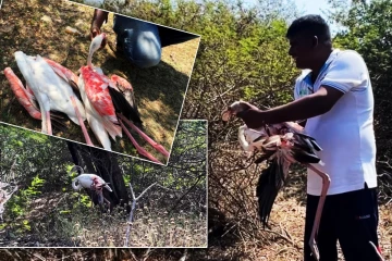 மன்னாரில் காற்றாலை மின்சார கேபிள்களில் சிக்கி பலியான வெளிநாட்டுப் பறவைகள்!