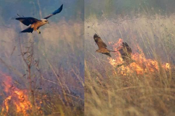 காட்டு தீயை உருவாக்கும் பருந்து! பின்னணியில் உள்ள வியக்க வைக்கும் காரணம் தெரியுமா? | Shocking Fact About The Australian Firehawks