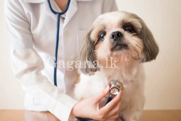 පශු වෛද්‍යවරුන්ට මාරුවීම්. -  බස්නාහිර වෛද්‍යවරුන්ට සිදු වන දේ මෙන්න.