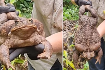 ලොව ලොකුම මැඩියා ලොකුම සොයා ගැනේ - (PHOTOS)