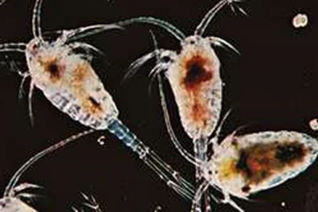 ஒரே ஒரு கண் மட்டுமே உள்ள உயிரினம் எது என்று தெரியுமா? சுவாரஸ்ய தகவல்