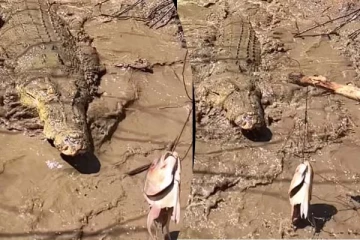 முதலையின் ஆக்ரோஷமான உணவு வேட்டை! சிலிர்க்க வைக்கும் காட்சி