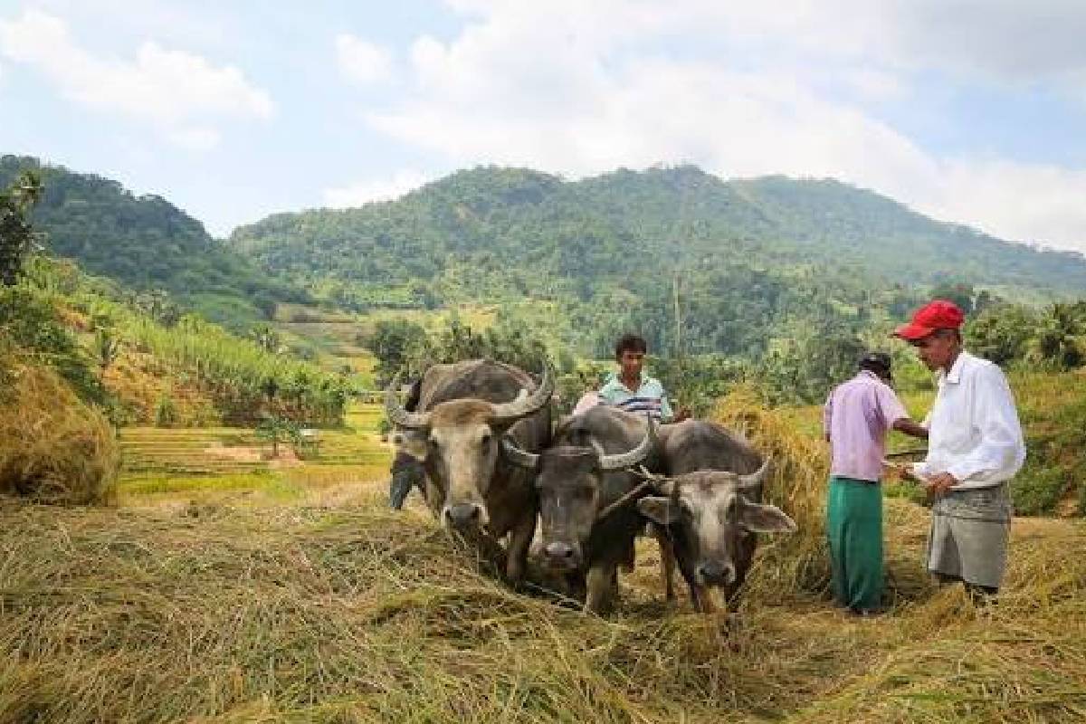 அநுர அரசில் வீழ்ச்சிக் காணும் விவசாயம்..! திலித் ஜயவீர எம்.பி குற்றச்சாட்டு | Dilith Govt Responsible For Farmers Decline அநுர அரசில் வீழ்ச்சிக் காணும் விவசாயம்..! திலித் ஜயவீர எம்.பி குற்றச்சாட்டு | Dilith Govt Responsible For Farmers Decline