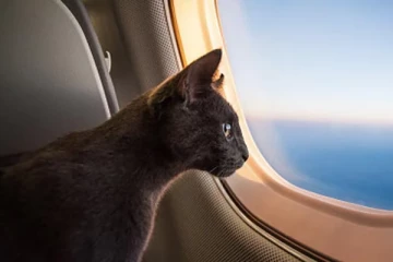 பூனைக்கு தாய்ப்பால் அளித்த பெண் - அலறிய பயணிகள்