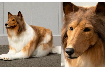 நாயாக வாழ பிடிக்கல? ரூ.12 லட்சம் செலவு செய்த நபர் - இப்போ என்னாச்சு?