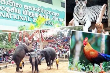 இலங்கை சிறுவர்களுக்கு கிடைத்துள்ள வாய்ப்பு!