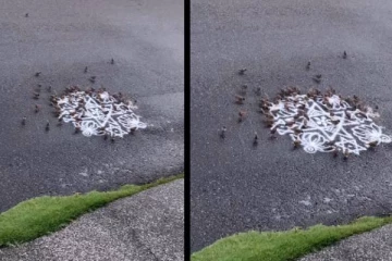 அரிசிமா கோலதில் பசியாறும் நூற்றுக்கணக்கான சிட்டுக்குருவிகள்... வைரல் காட்சி!