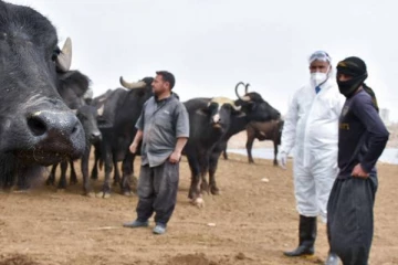 உலகநாடுகளுக்கு பீதியை ஏற்படுத்தியுள்ள   புதுவித காய்ச்சல்!