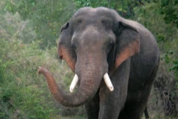 சுவாச கோளாறு காரணமாக யானை உயிரிழப்பு