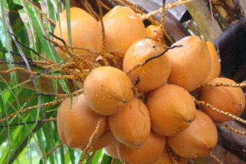 இலங்கை இளநீருக்கு வெளிநாட்டில் ஏற்பட்டுள்ள மவுசு