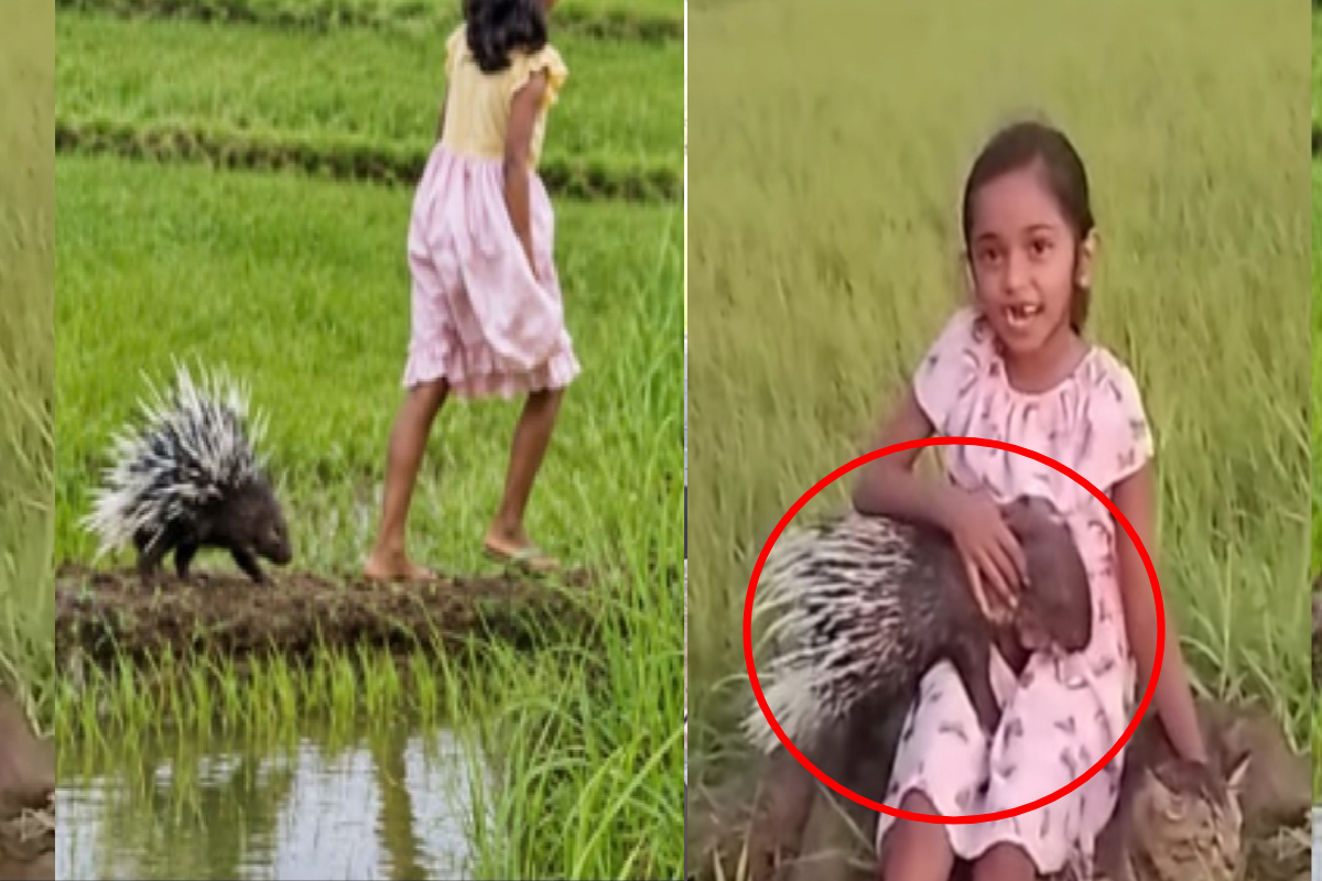 மில்லியன் கணக்கான மக்களை கவர்ந்த இலங்கை சிறுமிக்கு முள்ளம்பன்றி கிடைத்த கதை! | Viral Sri Lankan Girl And The Porcupine Story மில்லியன் கணக்கான மக்களை கவர்ந்த இலங்கை சிறுமிக்கு முள்ளம்பன்றி கிடைத்த கதை! | Viral Sri Lankan Girl And The Porcupine Story