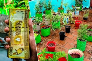 வீட்டுத்தோட்ட உரிமையாளர்களுக்கு 2 இலட்சம் ரூபாய்: எடுக்கப்பட்டுள்ள நடவடிக்கை