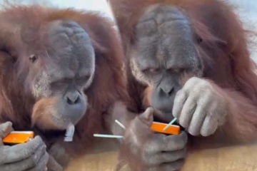 மனிதர்களை மிஞ்சிய சிம்பன்ஸியின் செயல்... வாயடைக்க வைக்கும் காட்சி