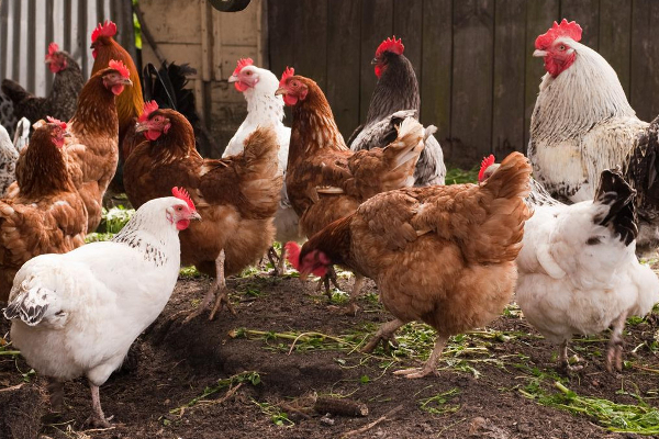 கோழி இறைச்சியினை இறக்குமதி செய்ய நடவடிக்கை..! | Chicken Meat Imported From Foreign Countries