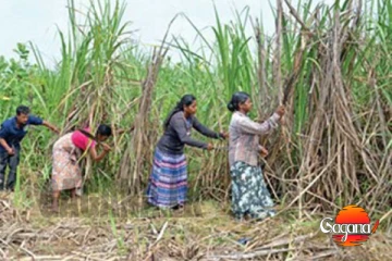 සෙවනගල උක් ගොවීන් ප්‍රශ්න ගොඩක.. ඇමති හදුන්නෙත්තිටත් හොඳවයින් අමතයි...