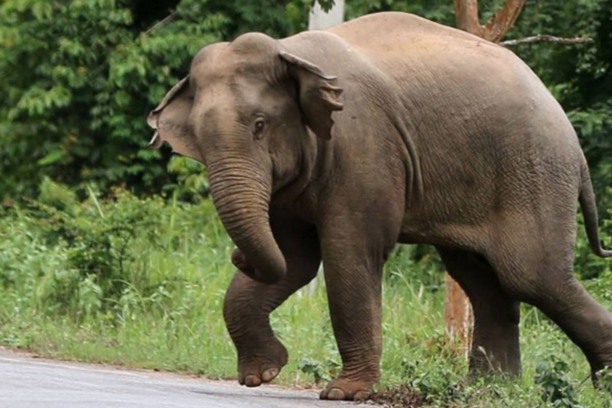 சீகிரியாவில் காட்டு யானை தாக்கி ஒருவர் உயிரிழப்பு | Man Killed In Wild Elephant Attack In Sigiriya
