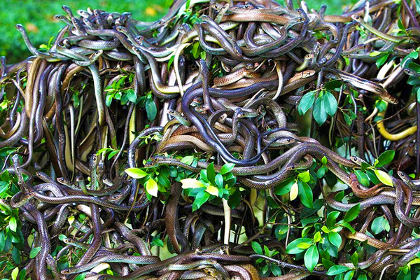 இந்த மர்ம தீவுக்குள் மனிதன் சென்றால் பிணம் கூட மிஞ்சாது? குவியல் குவியலாக கிடக்கும் விஷ பாம்புகள் | Ilha Da Queimada Grande Deadliest Snake Island