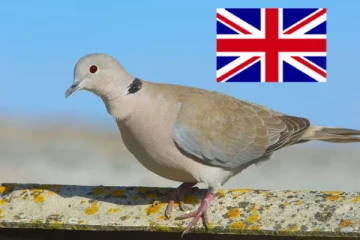 புறாக்களை தொந்தரவு செய்யக்கூடாது., பிரித்தானிய அரசு எச்சரிக்கை