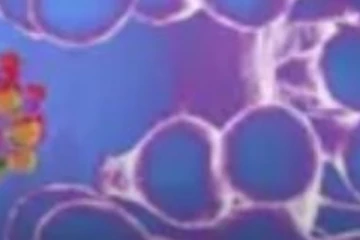 20 வருடத்திற்கு பிறகு மீண்டும் அதே வைரஸ்  கலக்கத்தில் அமெரிக்கா!