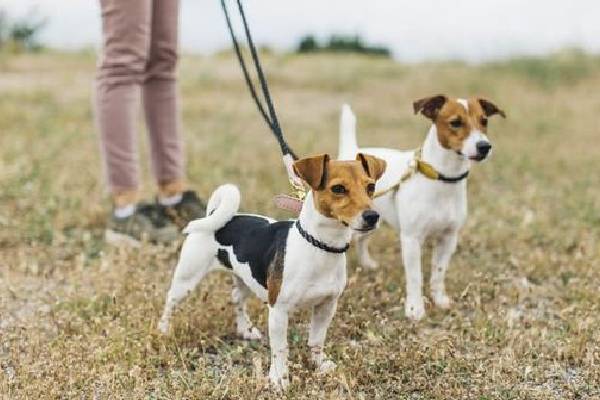 நாய் வளர்த்தால் வரி கட்ட வேண்டும் : அரசின் அறிவிப்பால் பொதுமக்கள் அதிர்ச்சி | Tax To Dogs In Madhya Pradesh State நாய் வளர்த்தால் வரி கட்ட வேண்டும் : அரசின் அறிவிப்பால் பொதுமக்கள் அதிர்ச்சி | Tax To Dogs In Madhya Pradesh State