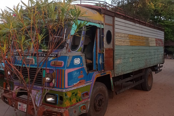 சட்டவிரோதமாக கடத்தப்பட்ட எருமை மாடுகள் - ஒருவர் கைது | Illegally Smuggled Buffaloes In Polonnaruwa