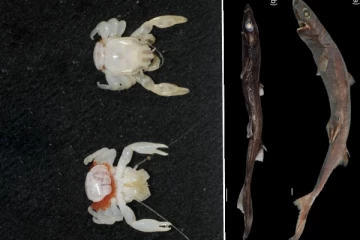 அவுஸ்திரேலியாவில் புதிய இரண்டு உயிரினங்கள் கண்டுபிடிப்பு: காத்திருந்த ஆச்சரியங்கள்