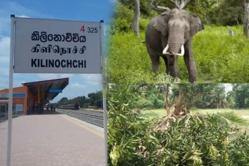 கிளிநொச்சியில் காட்டு யானைகளின் அட்டகாசம் அதிகரிப்பு: மக்கள் உயிருக்கும் அச்சுறுத்தல்