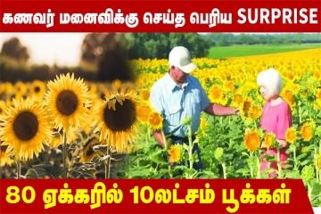 80 ஏக்கரில் 10 லட்ச சூரிய காந்தி பூக்களா? (வீடியோ)