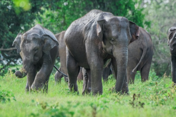 யானையை பாதுகாக்க அதிரடி படை | Action Team To Protect Elephants