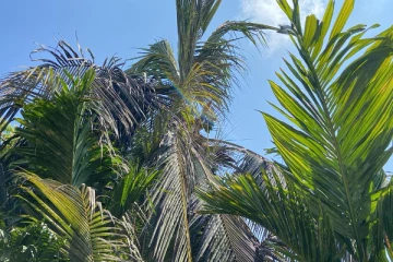 மன்னாரில் தென்னையை தாக்கும் வெண் ஈக்கள் ; கட்டுப்படுத்த நடவடிக்கை