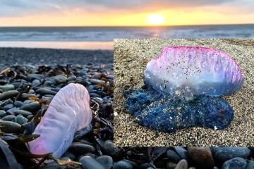 பிரித்தானிய கடலோர பகுதிகளுக்கு வந்துள்ள ஆபத்தான உயிரினம்., பொதுமக்களுக்கு எச்சரிக்கை!