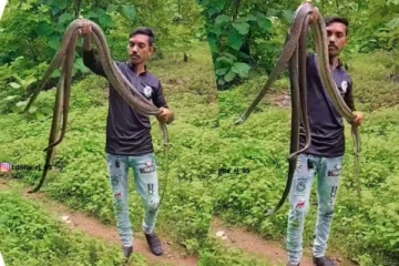 கையில் கொத்தாக பாம்பை வைத்து நபர் செய்த காரியம்... வைரல் காணொளி