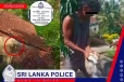 பூனையைத் துன்புறுத்திய இருவர் கைது